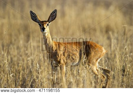 Steenbok ( Raphicerus Campestris) Kgalagadi Transfrontier Park, South Africa