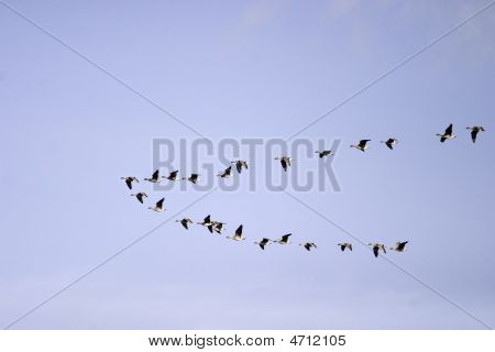 Luonnonvaraiset linnut lentävät