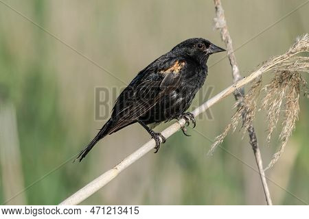Adult Red Winged Blackbird Nonbreeding Male Perched On A Limb In The Woods On A Sunny Day