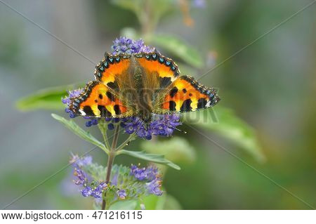 Natural Closeup On A Colorful Fresh Emerged Small Tortoiseshell Butterfly, Aglais Urticae, Sipping N