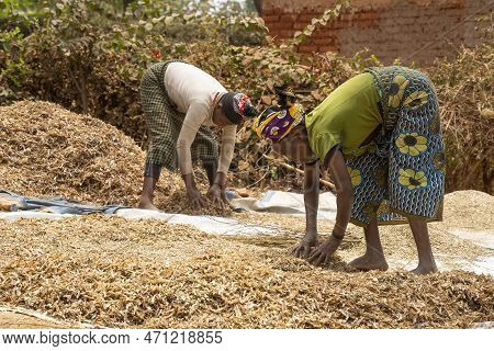 Karatu, Tanzania - October 16th, 2022: Two Women Cleaning Pigeon Peas On A Sunny Day In Tanzania.