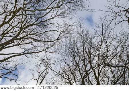 Winter Landscape With Snow. Beautiful Park With Trees - Straznice - Czech Republic