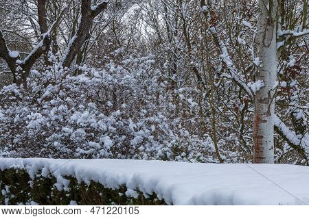 Winter Landscape With Snow. Beautiful Park With Trees - Straznice - Czech Republic