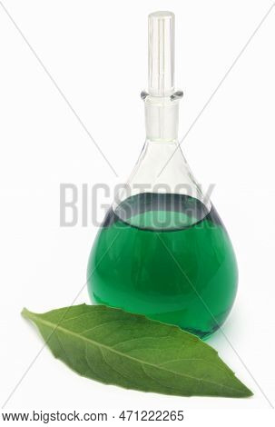 Adhatoda Vasica Or Medicinal Basak Leaves  With Extract In A Glas Jar