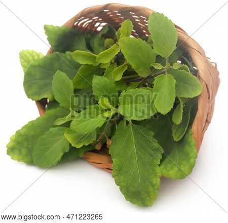 Medicinal Tulsi Leaves Nature On Wooden Surface