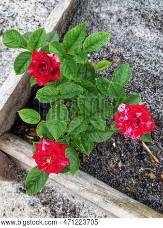 Beautiful Flowers, Species Of Roses Of Various Colors, Pink Roses, Yellow Roses, Red Roses, White Ro