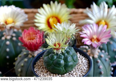 Blooming Astrophytun Asterias With Yellowand Pink Flowers.