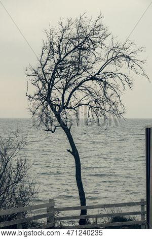 Silhouette Of Lonely Tree By The Black Sea. Crimea