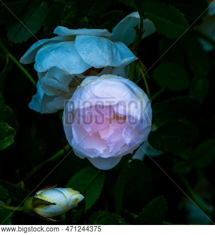 White Roseship Flower With A Magical Pink Glow On A Dark Green Background. High Quality Photo