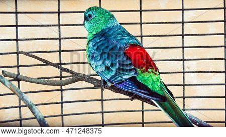 Bird With Blue, Green And Red Tones, Seen From The Side, Perched On A Branch Inside A Cage