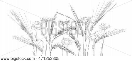Vector Drawing Rye Grass Plants And Daisies, Line Drawing Floral Elements, Hand Drawn Illustration