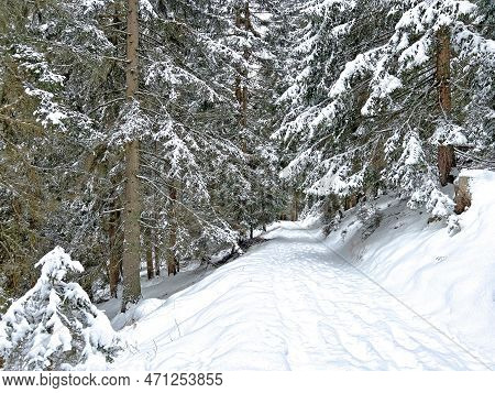 Alpine Forest Trails In A Typical Winter Environment And After The Winter Snowfall Above The Tourist