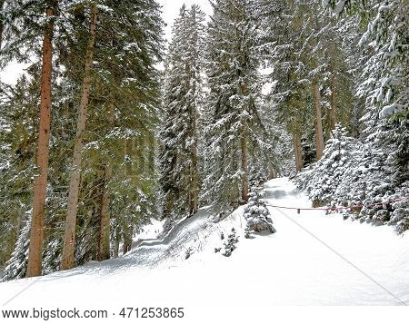 Alpine Forest Trails In A Typical Winter Environment And After The Winter Snowfall Above The Tourist