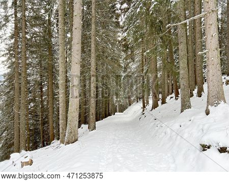 Alpine Forest Trails In A Typical Winter Environment And After The Winter Snowfall Above The Tourist
