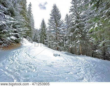 Alpine Forest Trails In A Typical Winter Environment And After The Winter Snowfall Above The Tourist