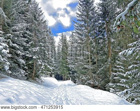 Alpine Forest Trails In A Typical Winter Environment And After The Winter Snowfall Above The Tourist