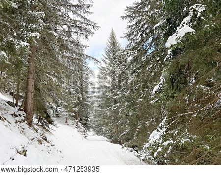 Alpine Forest Trails In A Typical Winter Environment And After The Winter Snowfall Above The Tourist