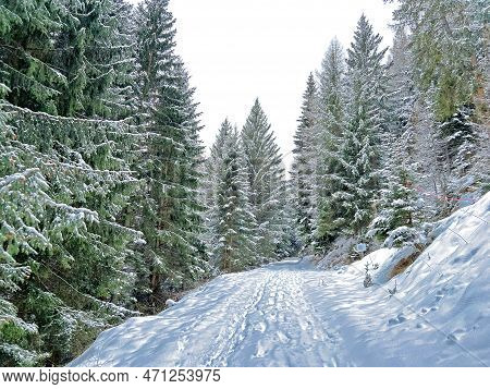 Alpine Forest Trails In A Typical Winter Environment And After The Winter Snowfall Above The Tourist