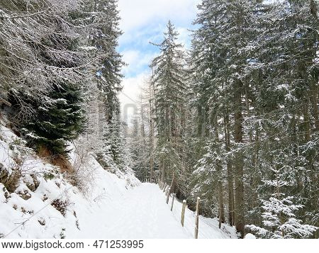 Alpine Forest Trails In A Typical Winter Environment And After The Winter Snowfall Above The Tourist