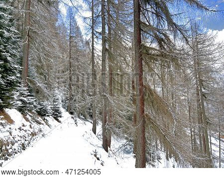 Alpine Forest Trails In A Typical Winter Environment And After The Winter Snowfall Above The Tourist