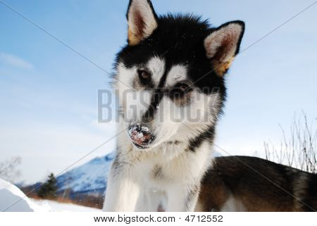 Siberian Husky