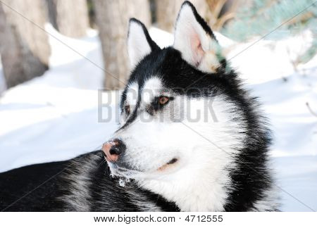 Siberian Husky