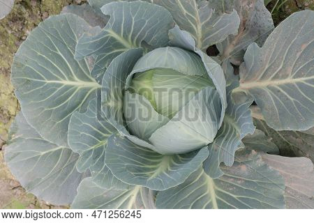 Cabbage On Farm For Harvest This Is Cash Crops