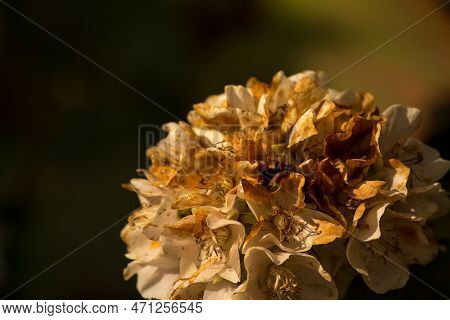 Dried Dombeya Spring Flower Close Up  With Black Background Detailed