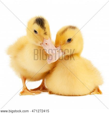 Two Mulard Ducks On A White Background, A Small Bird.