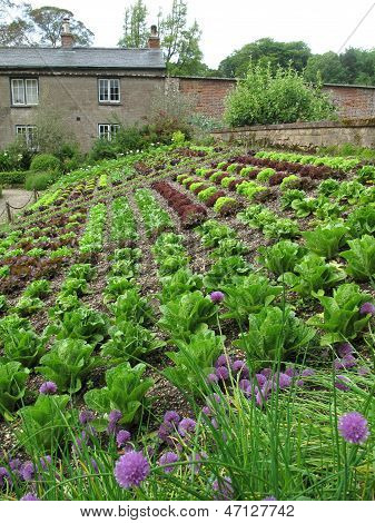 Gemüsegarten