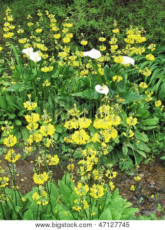 Blumen