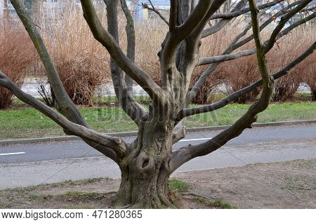 Sprawling Oad Land Branched Old Hornbeam In The Park. It Has Smooth Muscular Branches And Tough Wood