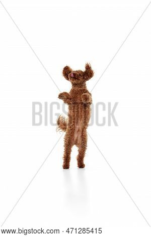 Studio Shot Of Adorable Curly Red-brown Poodle Dog Isolated Over White Studio Background. Pet Looks 