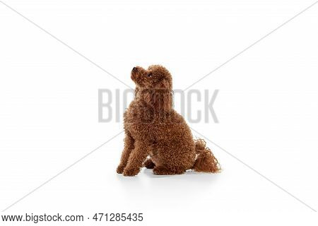 Studio Shot Of Adorable Curly Red-brown Poodle Dog Isolated Over White Studio Background. Pet Looks 