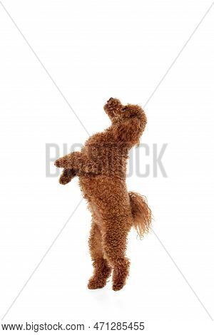 Cute Red-brown Poodle Dog Posing Over White Studio Background. Pet Looks Happy, Healthy And Groomed.