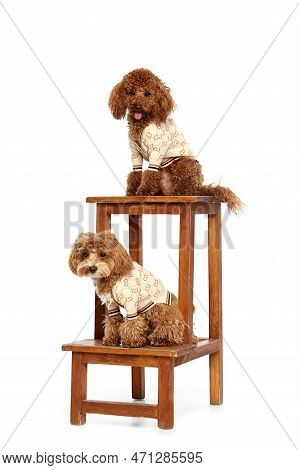 Two Cute Curly Red-brown Poodles, Liitle Dogs Posing Isolated Over White Studio Background. Pet Look