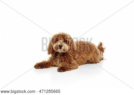 Cute Red-brown Poodle Dog Posing Over White Studio Background. Pet Looks Happy, Healthy And Groomed.