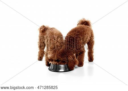 Two Cute Curly Red-brown Poodles, Liitle Dogs Eating From Bowl Isolated Over White Studio Background