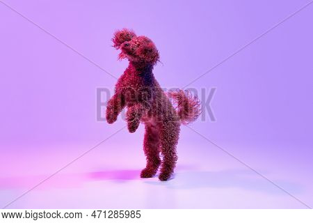 Dynamic Portrait Of Active Playful Red-brown Poodle Dog Jumping And Flying Over Purple Background In