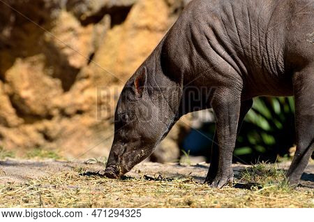 Sulawest Babirusa Pig At Animal Reserve Background.