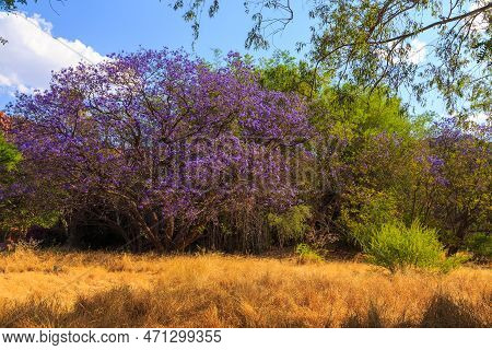 Beautiful Purple Flowers On The Tree. Waterberg Plateau National Park, Kalahari, Otjiwarongo, Namibi