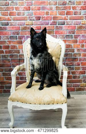 Mudi Shepherd In Front Of White Background Studio And Interior Photo
