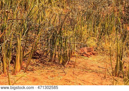 Sansevieria Stuckyi In Waterberg Plateau National Park, Kalahari, Otjiwarongo, Namibia, Africa. Beau