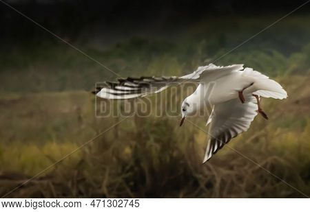 The Closely Related Short-billed Gull With Acrobatic Stunt