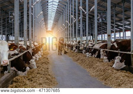 Diary Thoroughbred Cows In Modern Free Livestock Stall.