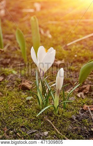 White Crocuses Growing On The Ground In Early Spring. First Spring Flowers Blooming In Garden. Sprin