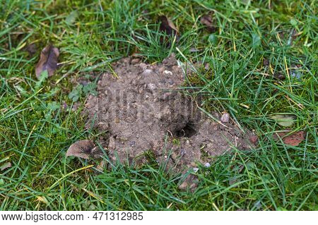 Small Heap Of Earth With A Hole In The Lawn, Passage Of Vole Or Mole, Wild Animals As Guests In The 