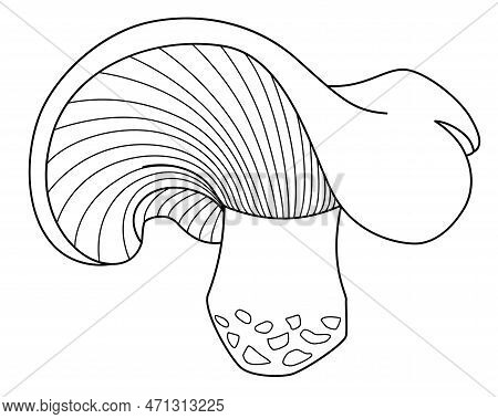 Lactarius Resimus, Forest Edible Mushroom - Vector Linear Picture For Coloring Book, Sign Or Logo. O