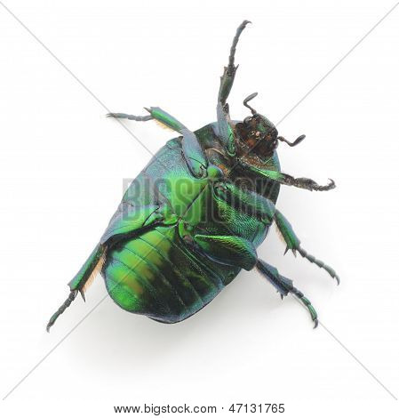 Scarabeo verde