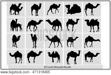 Set Of Camel Silhouettes - Vector Illustration